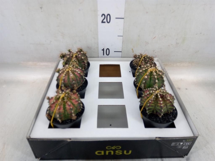 <h4>Gymnocalycium mihanov. 'Japan'  mix</h4>