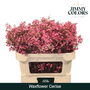 Waxflower L70 Klbh. Cerise