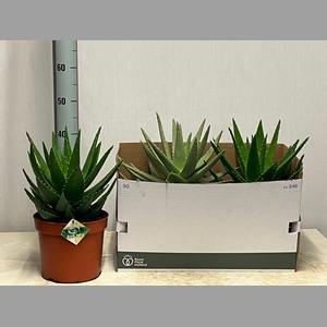 ALOE PERFOLIATA