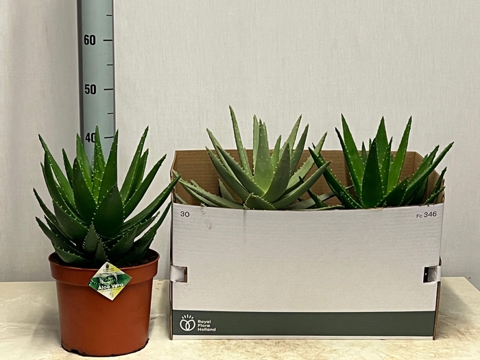 <h4>ALOE PERFOLIATA</h4>