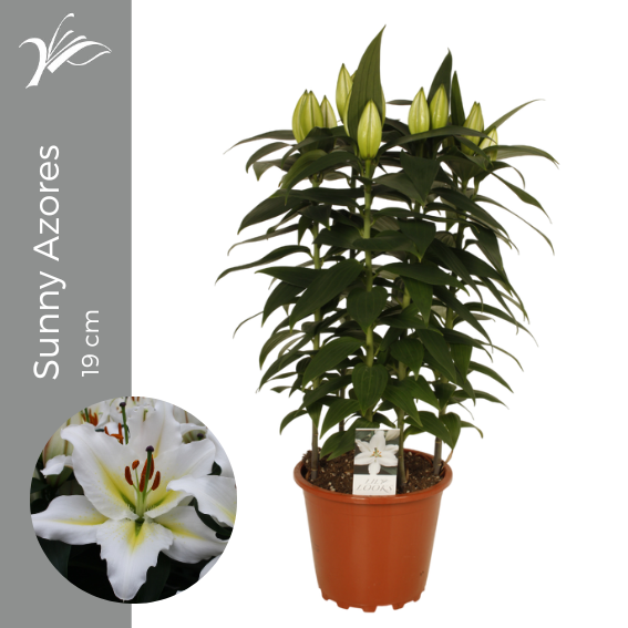 <h4>Lilium Sunny Azores 19 cm (or. lelie)</h4>