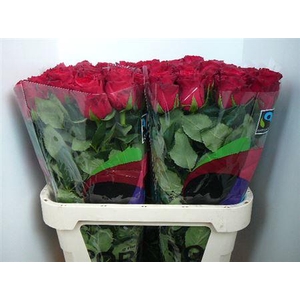 R Gr Rhodos (excellent)