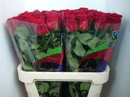 <h4>R Gr Rhodos (excellent)</h4>