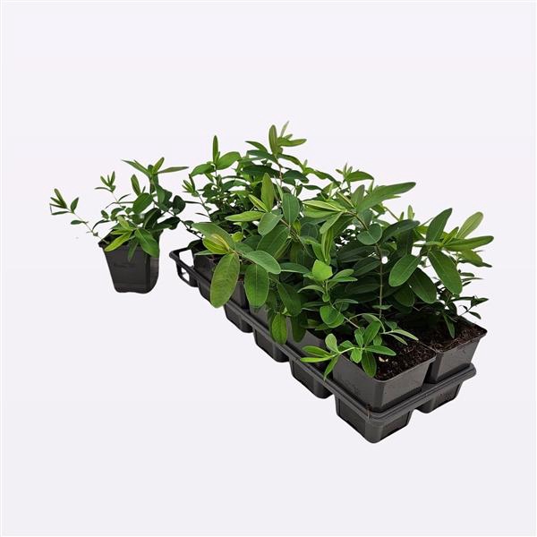 <h4>Hypericum Calycinum</h4>