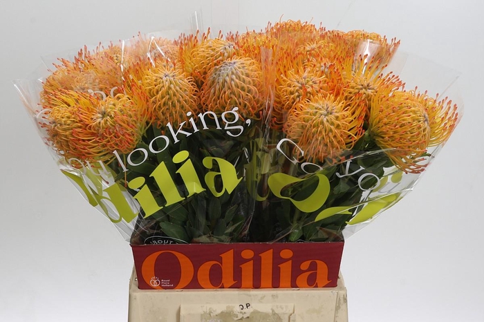 <h4>Nutans Ayoba Sun</h4>