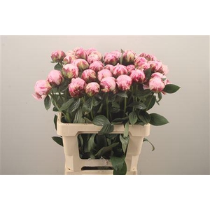 Paeo L Sarah Bernhard Pink