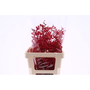 D Arachnis James Story