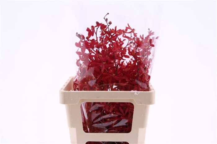 D Arachnis James Story