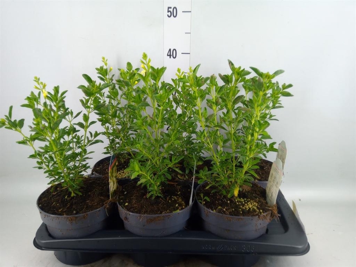 <h4>Salvia   ...</h4>