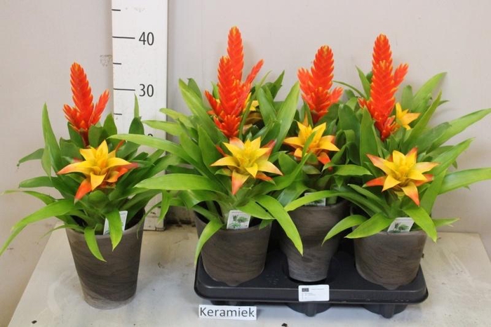 <h4>ARR BROMELIA</h4>