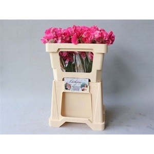 Lathyr Parfum Coral