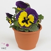 Viola wr. 'Evo Yellow Duet'