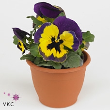 Viola wr. 'Evo Yellow Duet'