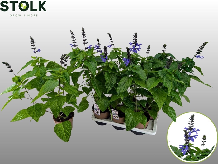 SALVIA BLACK & BLOOM