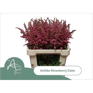 ASTILBE OVERIG ASTIL OV