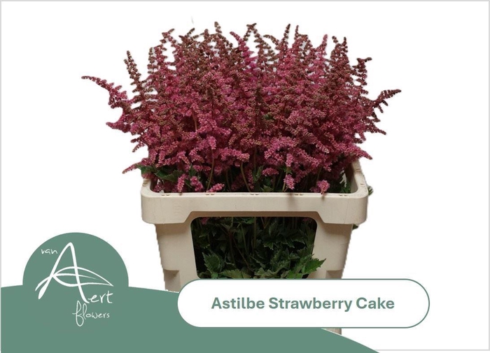 <h4>ASTILBE OVERIG ASTIL OV</h4>