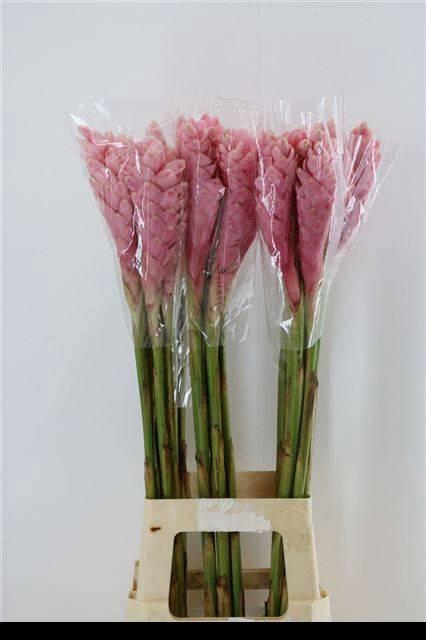 <h4>ALPINIA PURPURATA</h4>