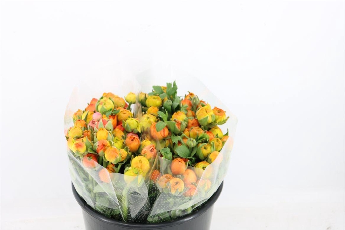 <h4>Ran Amandine Orange</h4>