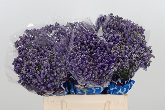 <h4>Veron Smart Fountain Spray</h4>