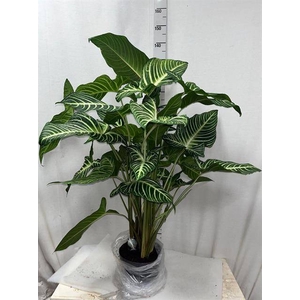 PLANTEN OV