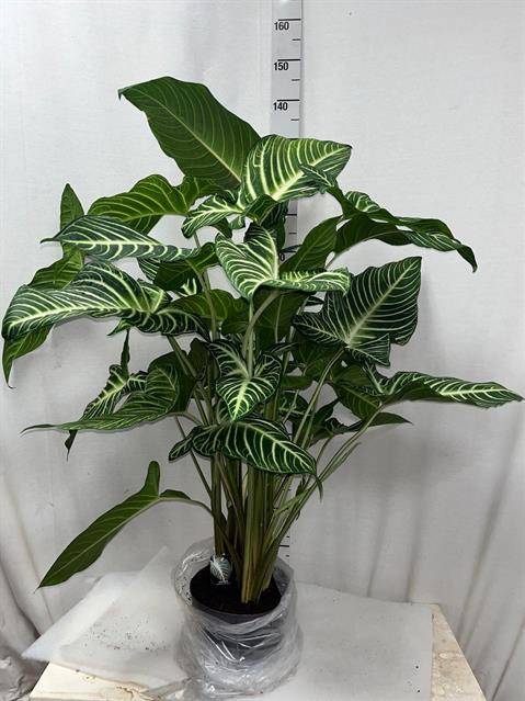 <h4>PLANTEN OV</h4>