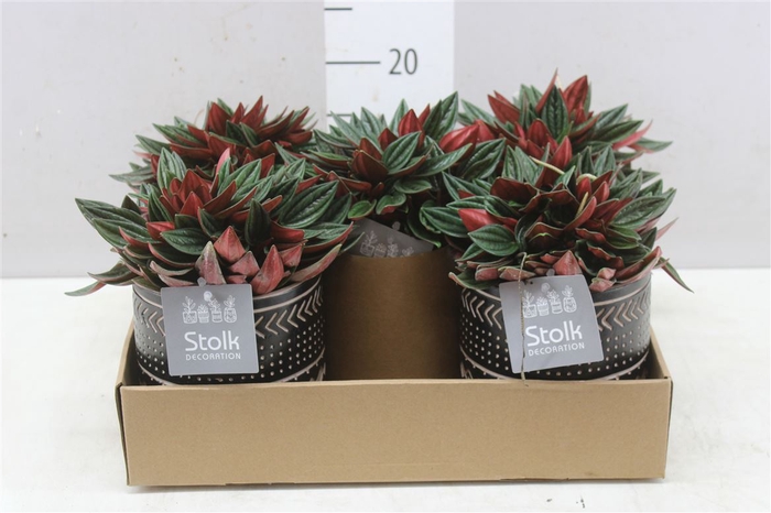 <h4>Peperomia Rosso Maya Keramiek</h4>