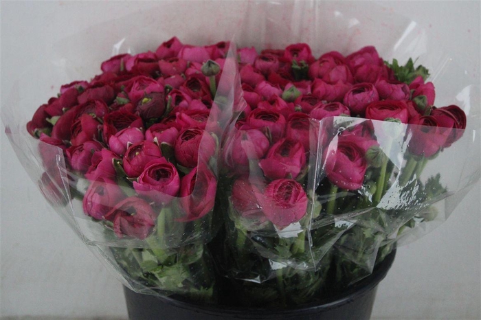 <h4>Ran Elegance Hot Pink</h4>