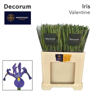 Iris Valentine Decorum