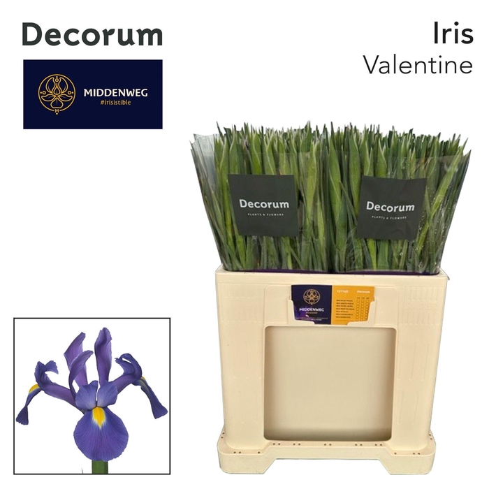 <h4>Iris Valentine Decorum</h4>