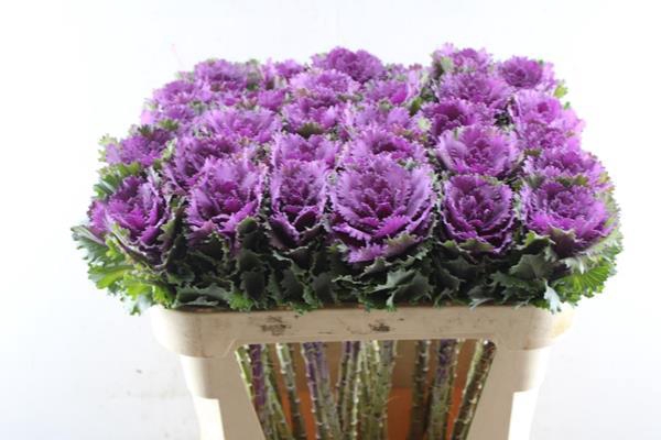 <h4>Brass Altair</h4>