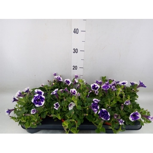Petunia  'Nightsky'