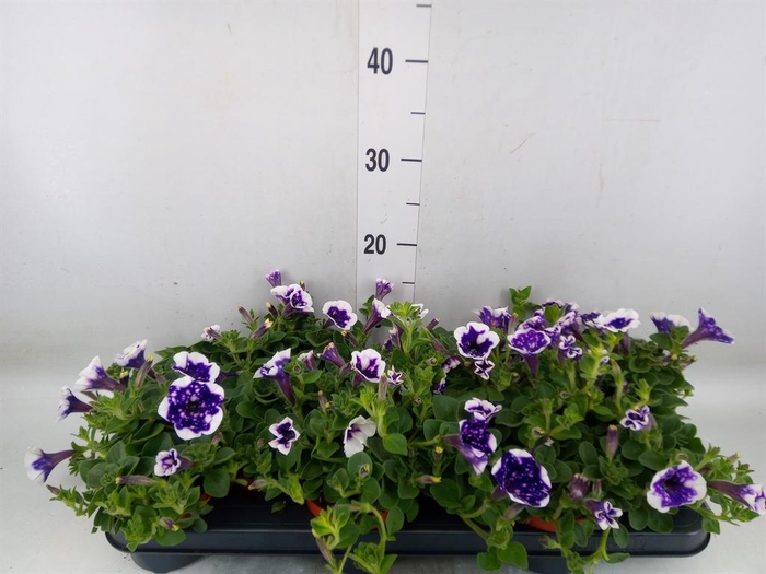 <h4>Petunia 'Nightsky'</h4>