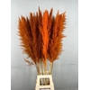 DF Pampas 130cm Orange