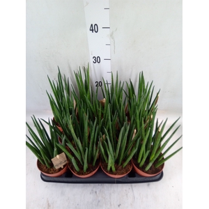 Sansevieria bacularis