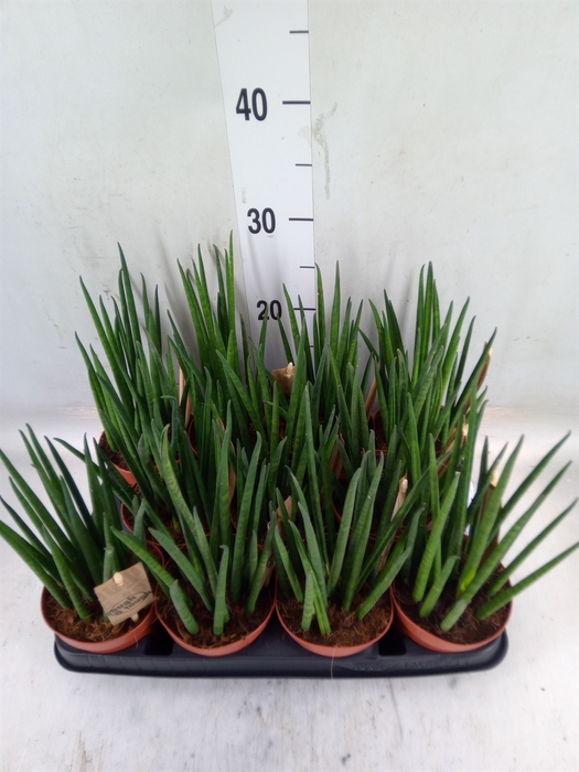 <h4>Sansevieria bacularis</h4>