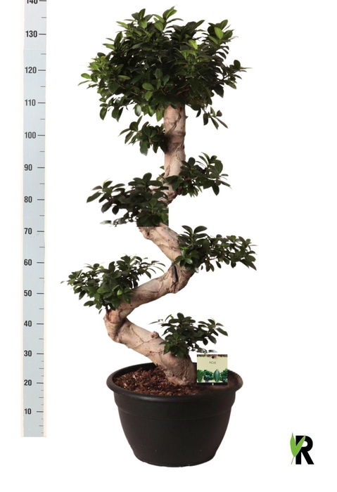 <h4>FIC MI GINSENG</h4>