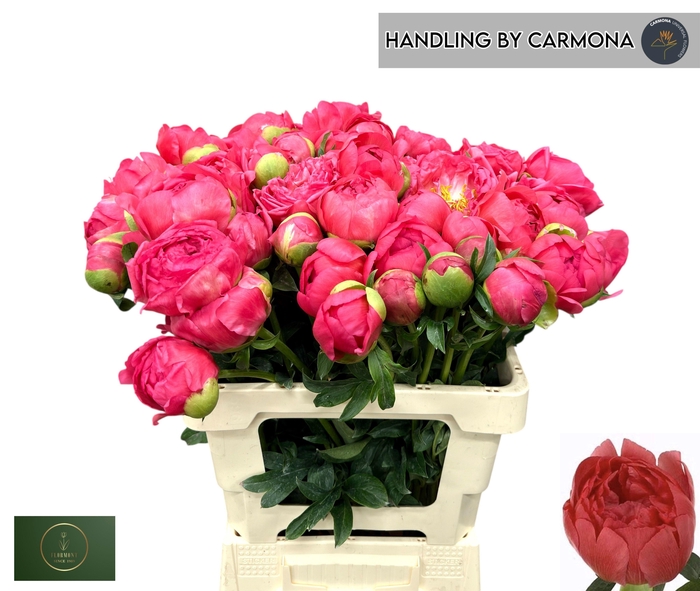 <h4>PAEO CORAL SUNSET</h4>