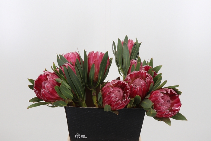 <h4>Protea Brenda</h4>