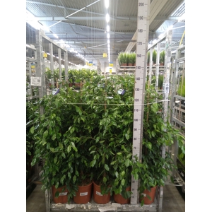 Ficus benja. 'Exotica'