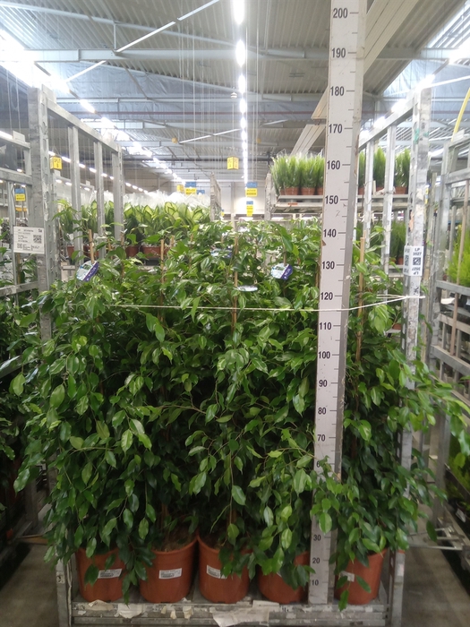 <h4>Ficus benja. 'Exotica'</h4>