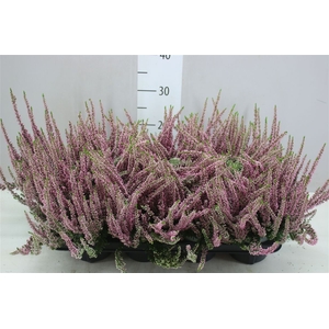 Calluna Beauty Ladies Roze