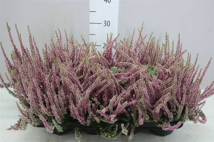 <h4>Calluna Beauty Ladies Roze</h4>