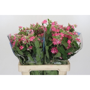 Oxypetalum Bridal Diana