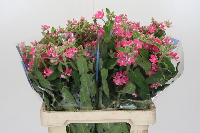 Oxypetalum Bridal Diana