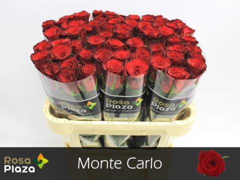 <h4>Rosa large monte carlo</h4>