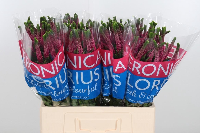 <h4>Veron Smart Iselle</h4>