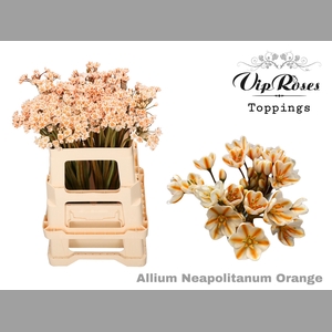 ALLIUM NEAPOLITANUM ORANGE L55cm