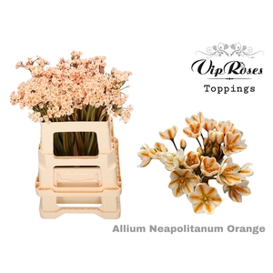 Allium Neapolitanum Orange L55cm