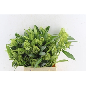 Skimmia Kew Green Bunch