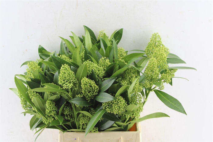<h4>Skimmia Kew Green Bunch</h4>